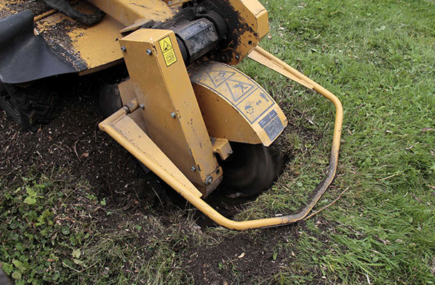 Revitalize Your Property with Professional Stump Grinding Services in Baltimore, MD