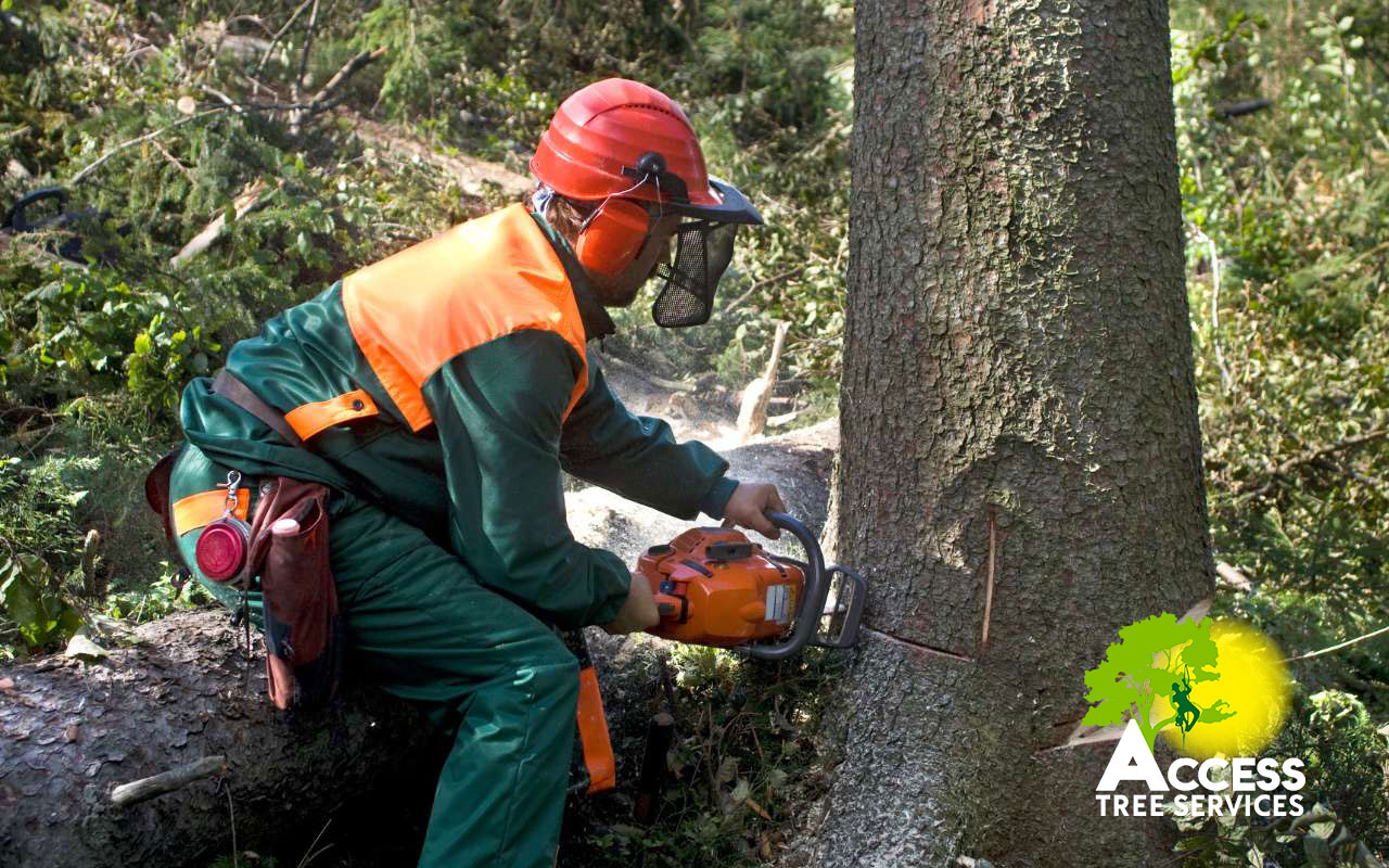 Safety gear needed for tree removal, including a helmet, gloves, and chainsaw.