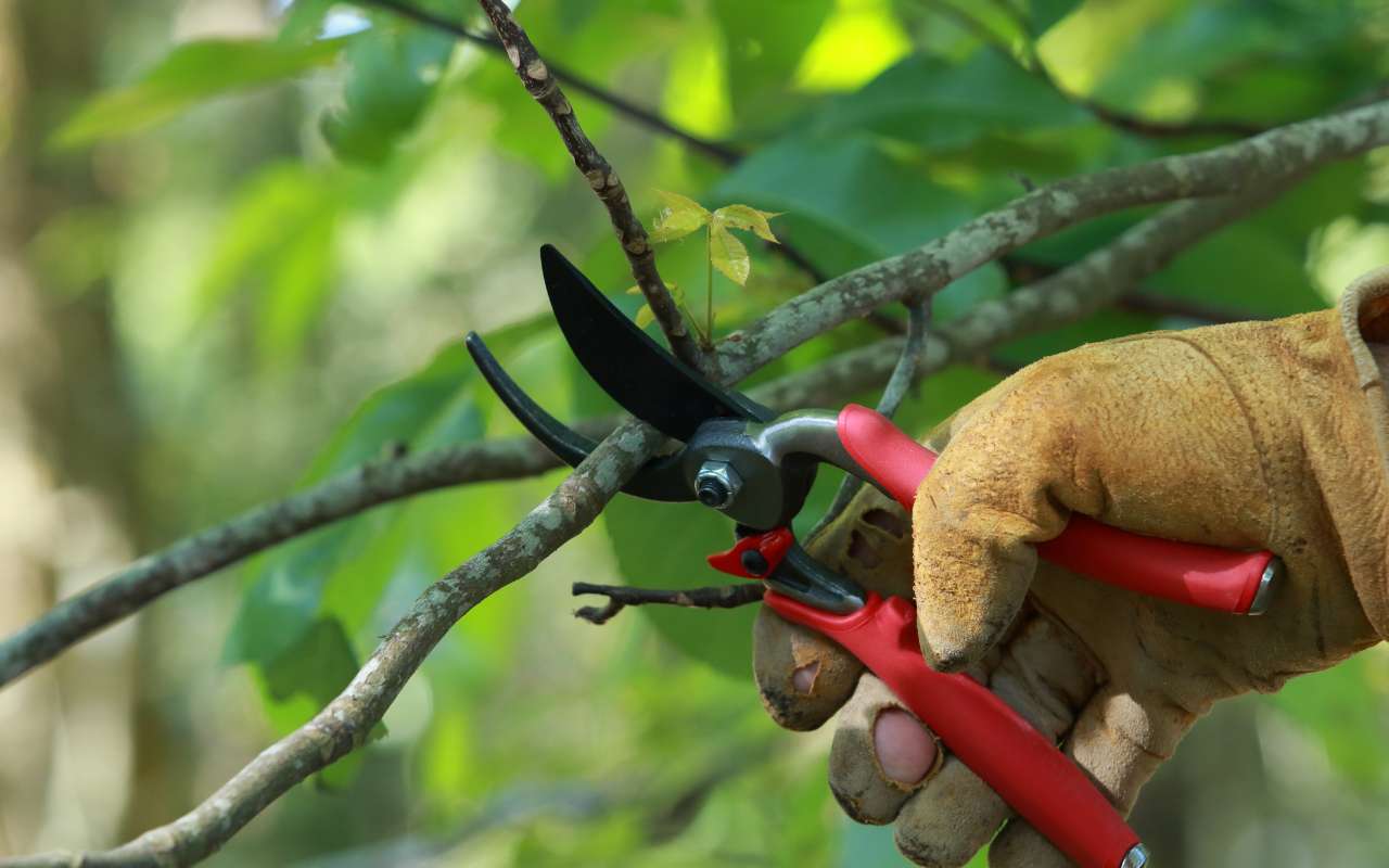 Essential Insights into Why Prune Your Trees