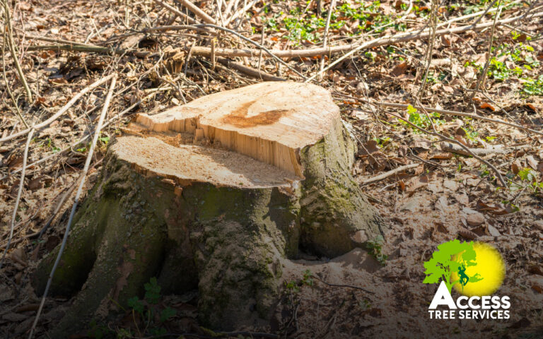 Diy Tree Stump Removal: Essential Tips And Techniques