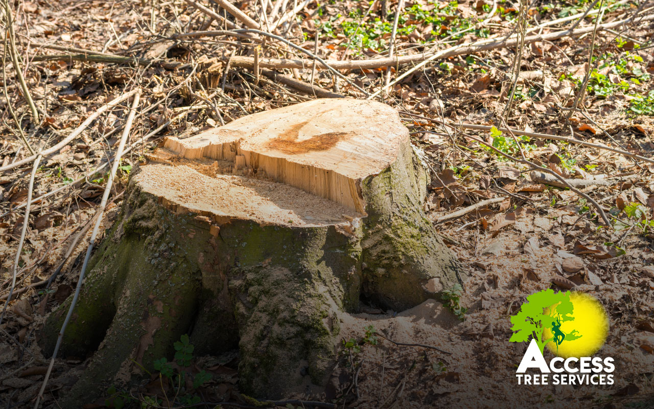 DIY tree stump removal