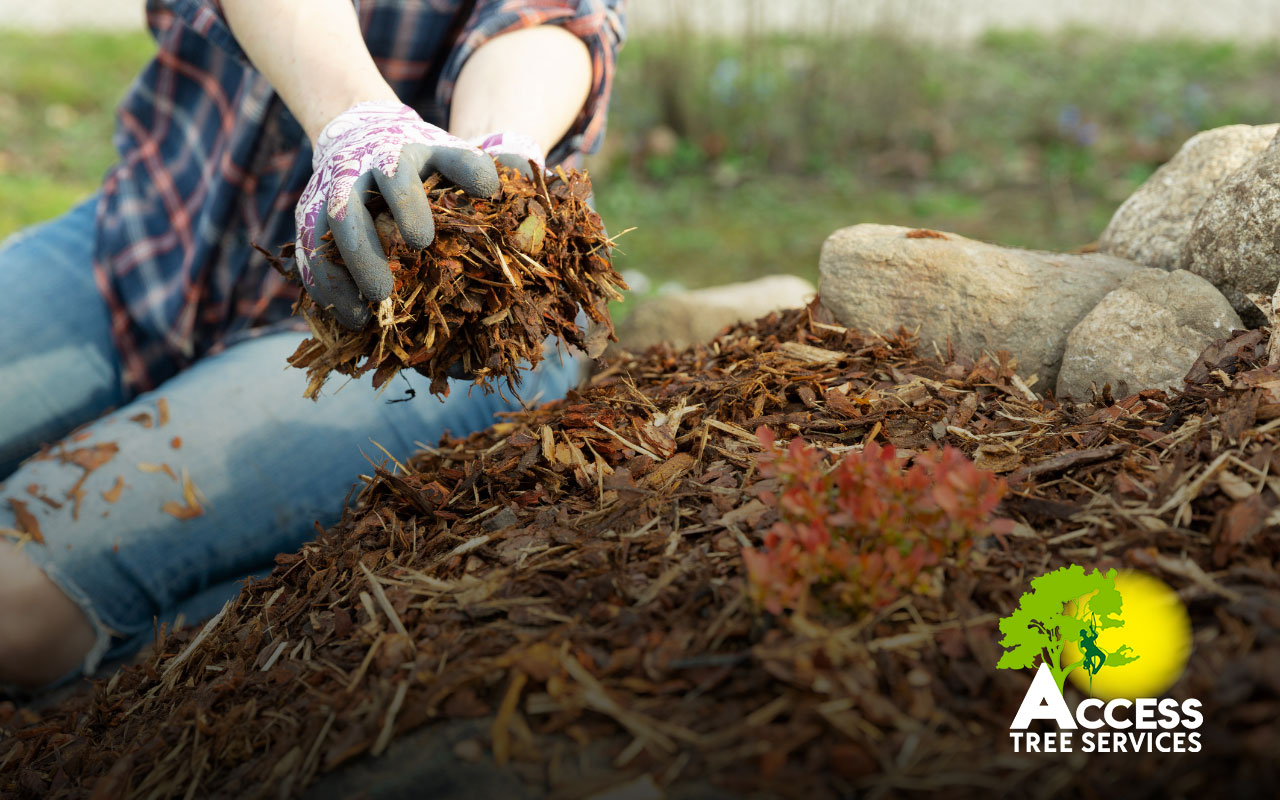 Choosing the right mulch is key to keeping trees healthy.