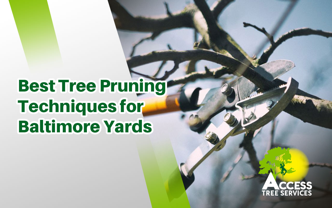 Winter tree pruning techniques for healthy trees in Baltimore.