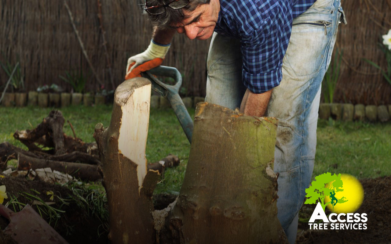 Affordable stump removal service in Baltimore.