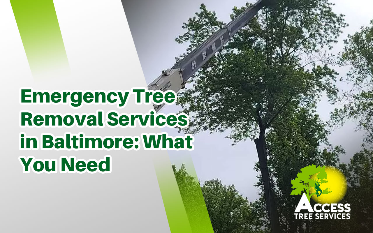 Emergency tree removal in Baltimore after a storm to clear a fallen tree safely.