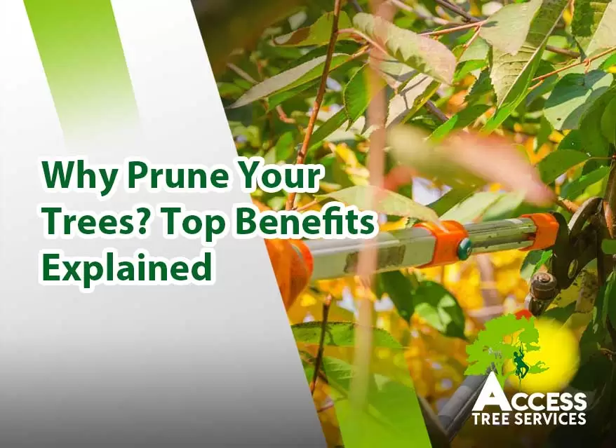 A comprehensive guide on why prune your trees for health and aesthetics.