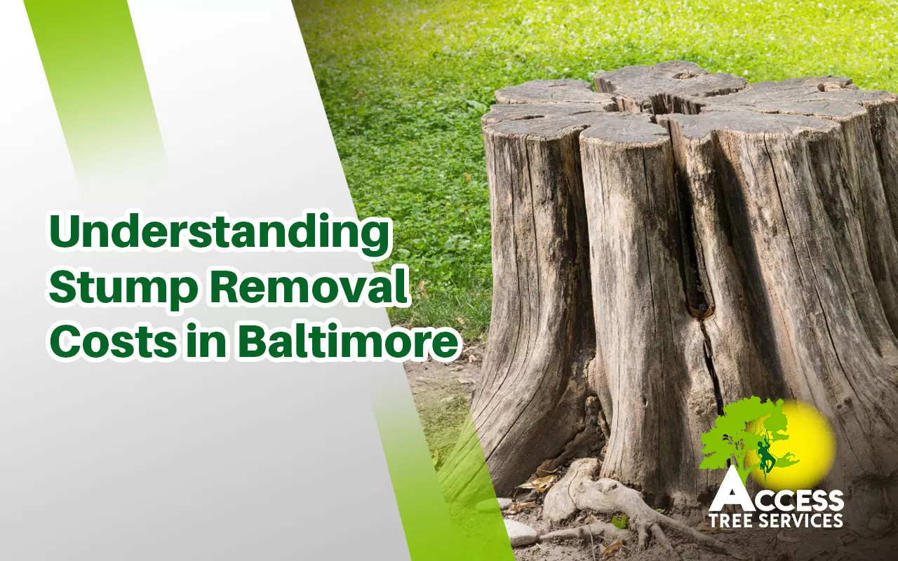 Stump removal cost in a Baltimore yard.