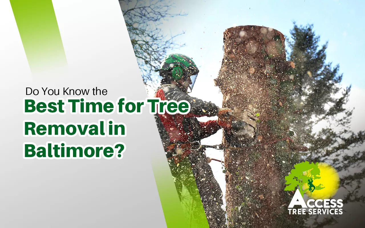 Professional arborist inspecting a tree for safety in Baltimore.